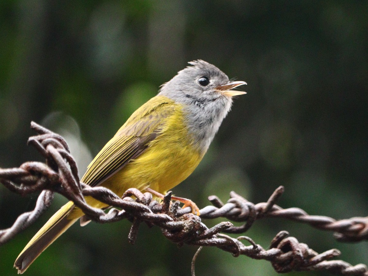 Gray-headed Canary-Flycatcher - ML633788148