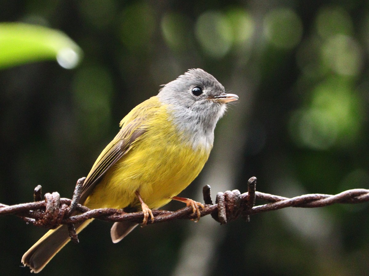 Gray-headed Canary-Flycatcher - ML633788149