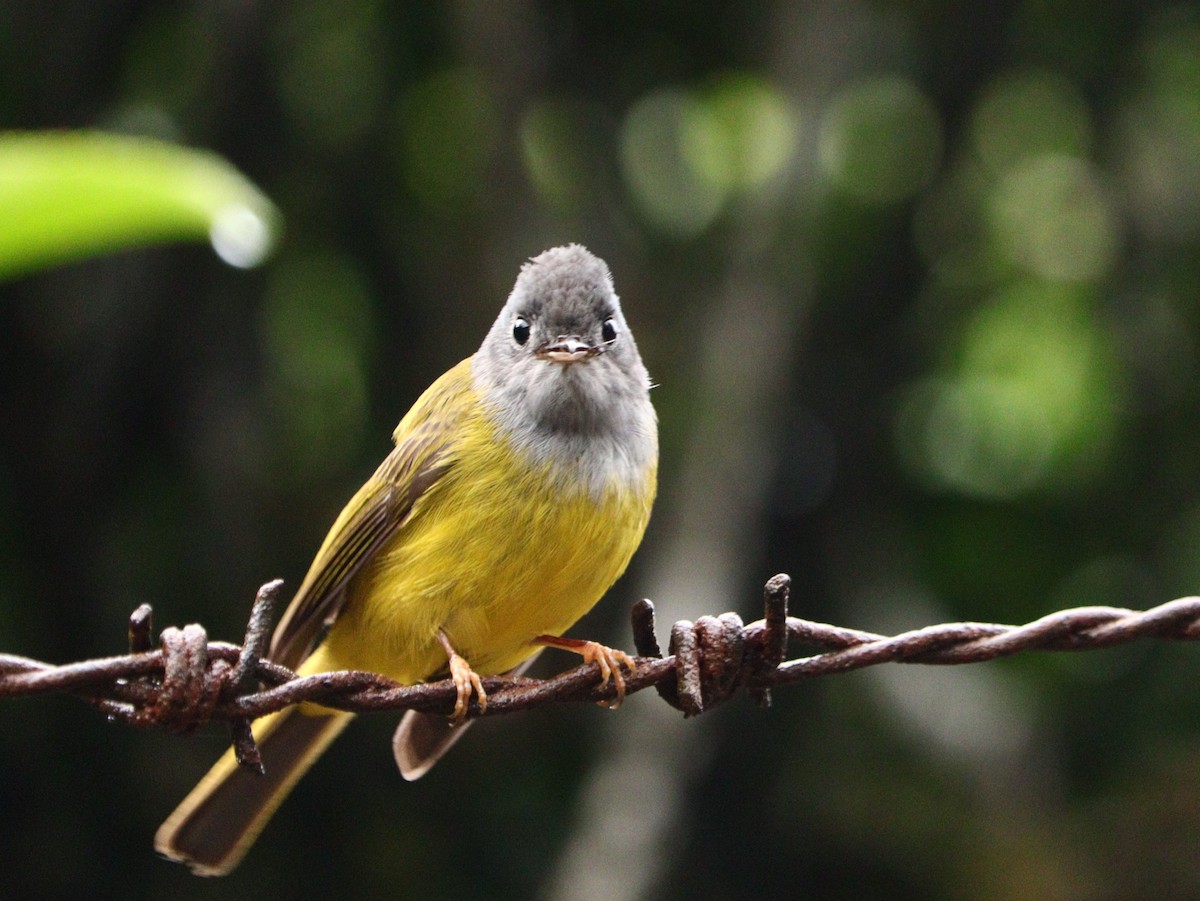 Gray-headed Canary-Flycatcher - ML633788150