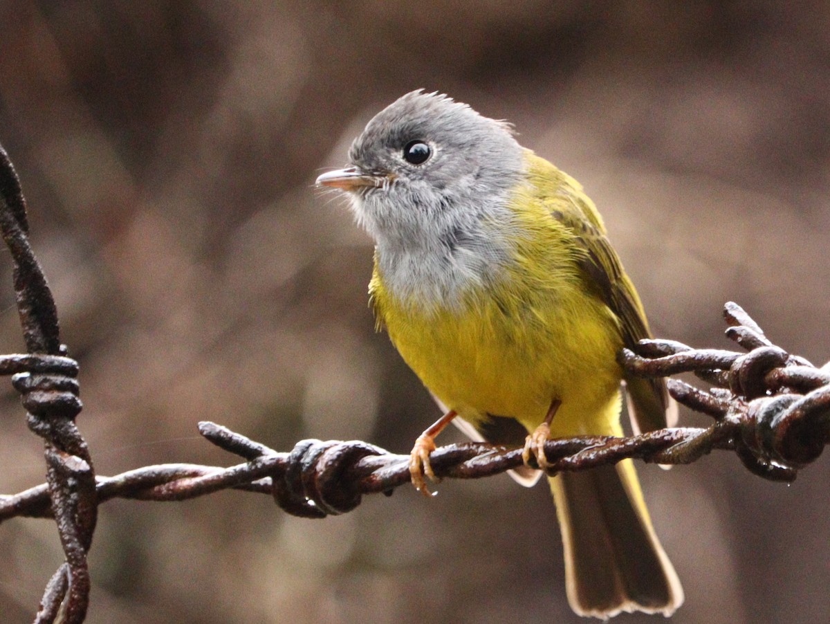 Gray-headed Canary-Flycatcher - ML633788151