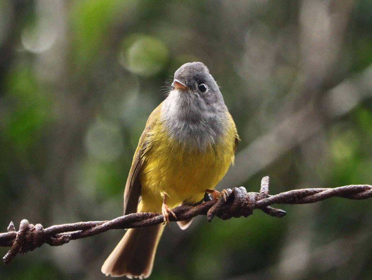 Gray-headed Canary-Flycatcher - ML633788152