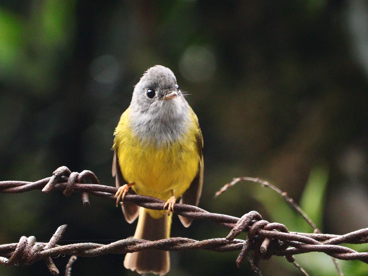 Gray-headed Canary-Flycatcher - ML633788153