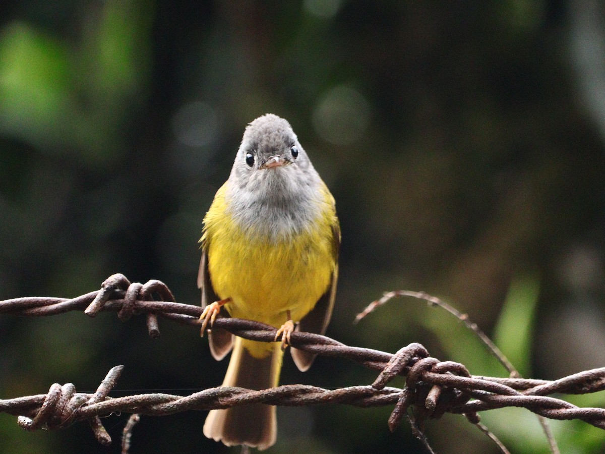 Gray-headed Canary-Flycatcher - ML633788155