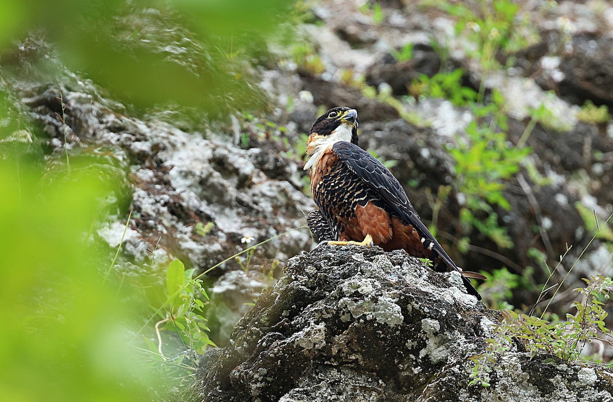 Orange-breasted Falcon - ML633788171