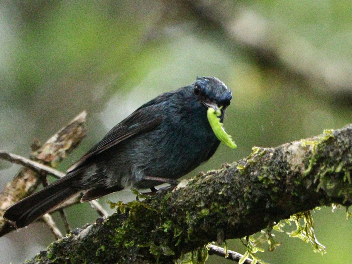 Nilgiri Flycatcher - ML633788191