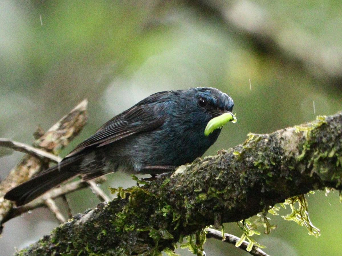 Nilgiri Flycatcher - ML633788192