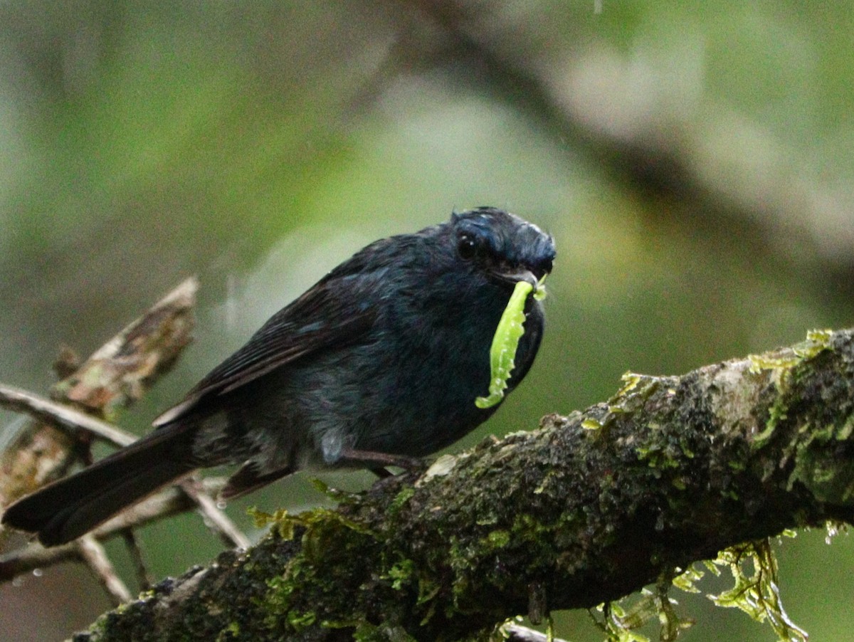 Nilgiri Flycatcher - ML633788193
