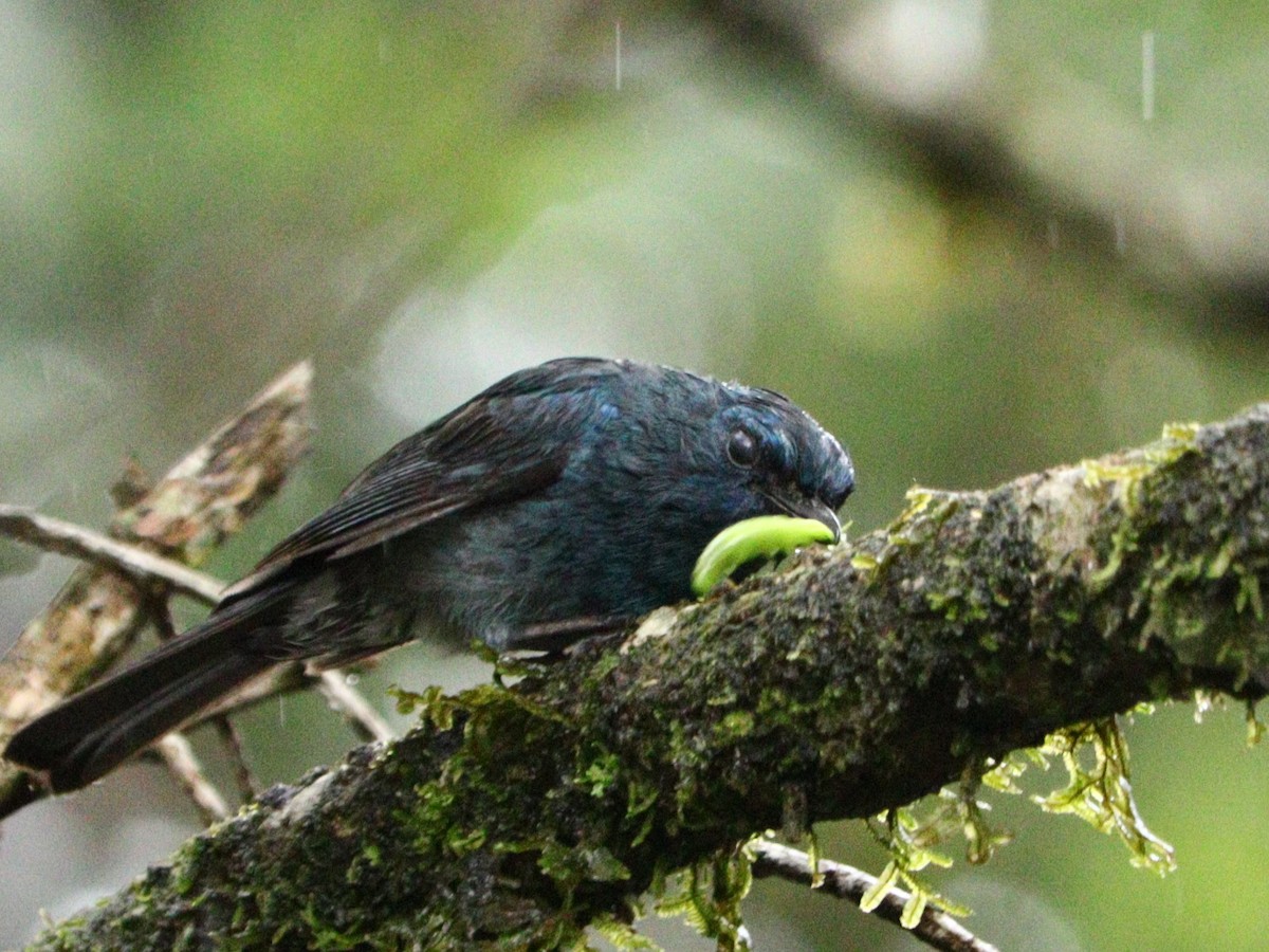 Nilgiri Flycatcher - ML633788195