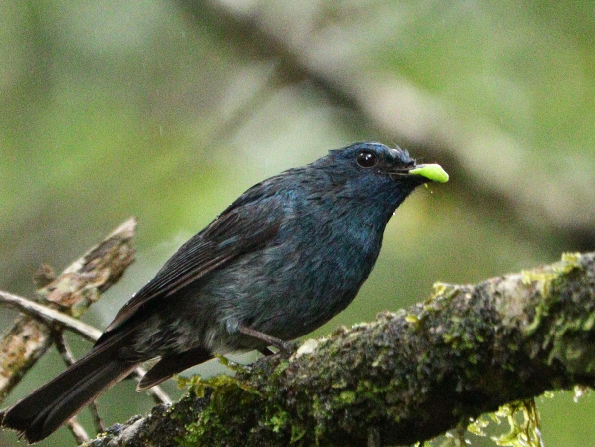 Nilgiri Flycatcher - ML633788196