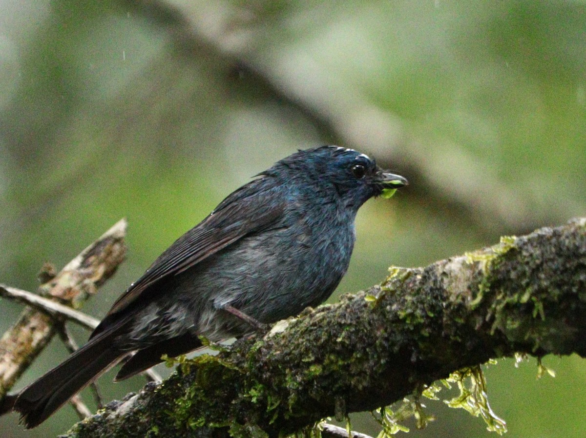 Nilgiri Flycatcher - ML633788197