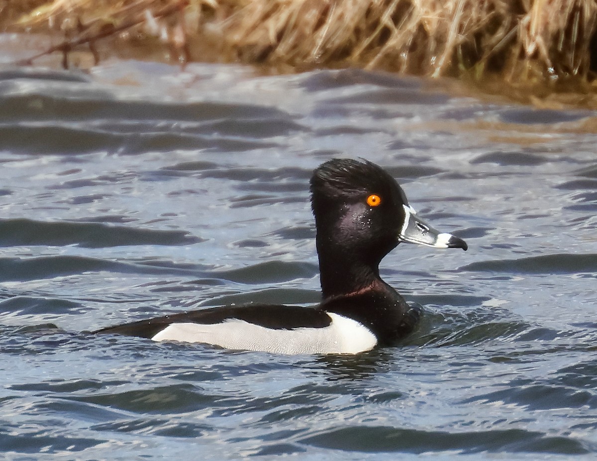 Ring-necked Duck - ML633788209