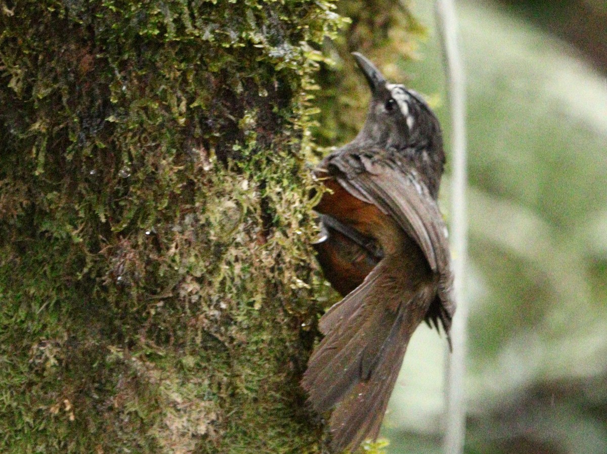 Palani Laughingthrush - ML633788215