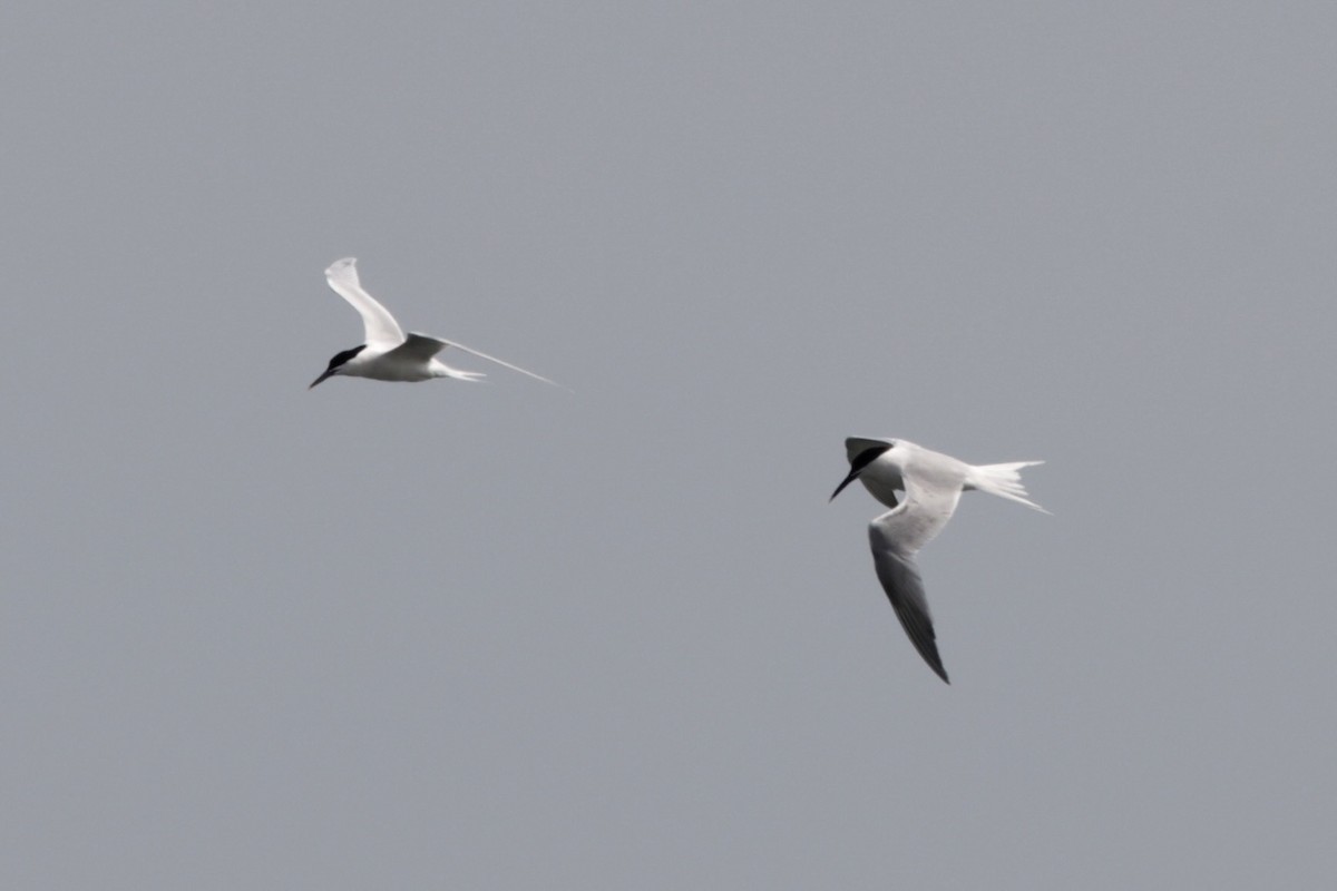Sandwich Tern - ML633788282