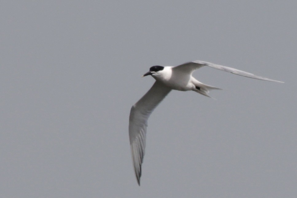 Sandwich Tern - ML633788283