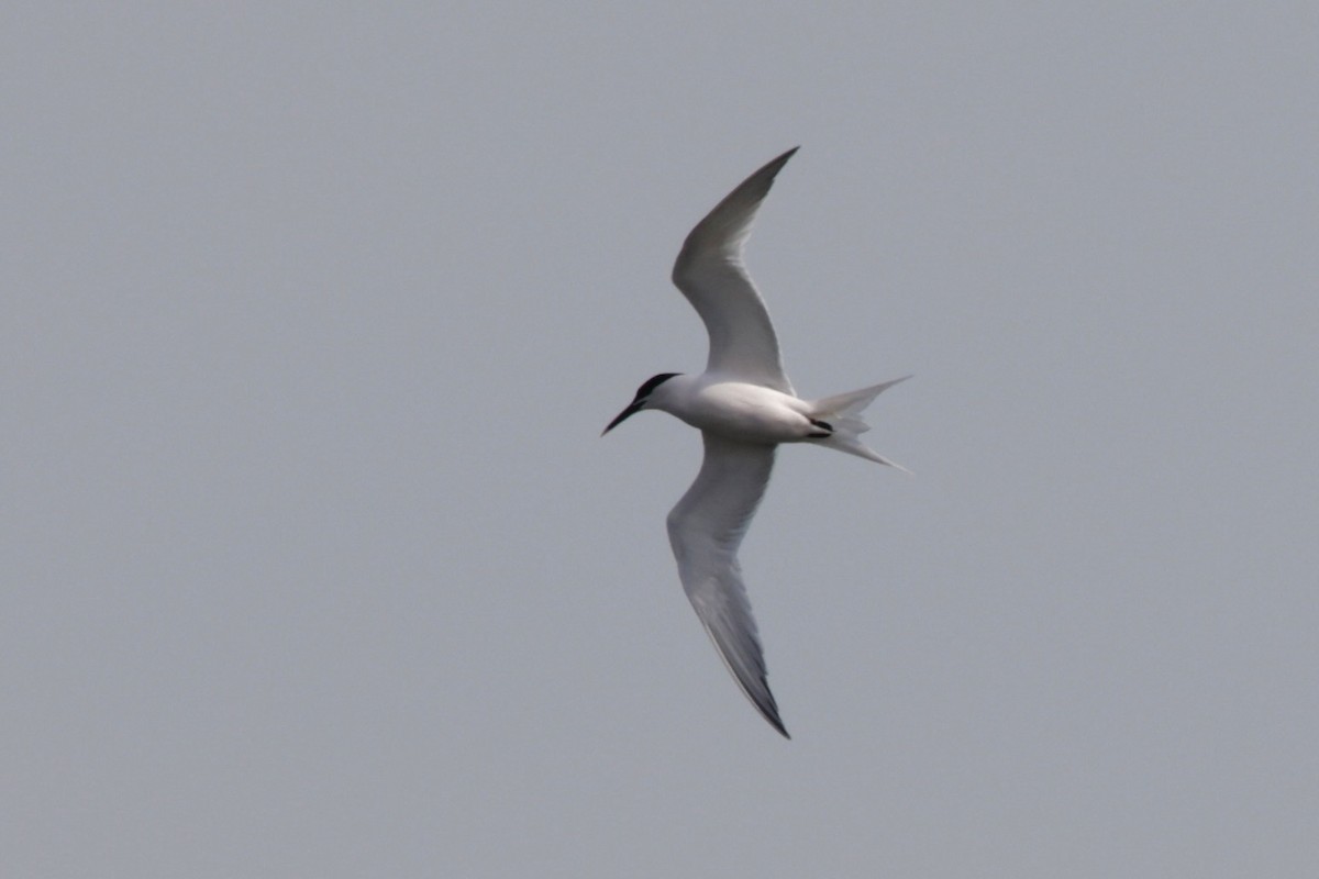 Sandwich Tern - ML633788284