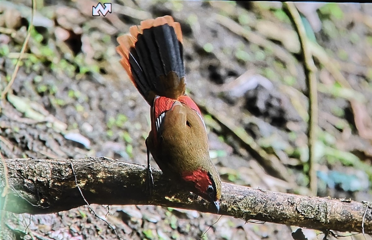 Red-faced Liocichla - ML633788508
