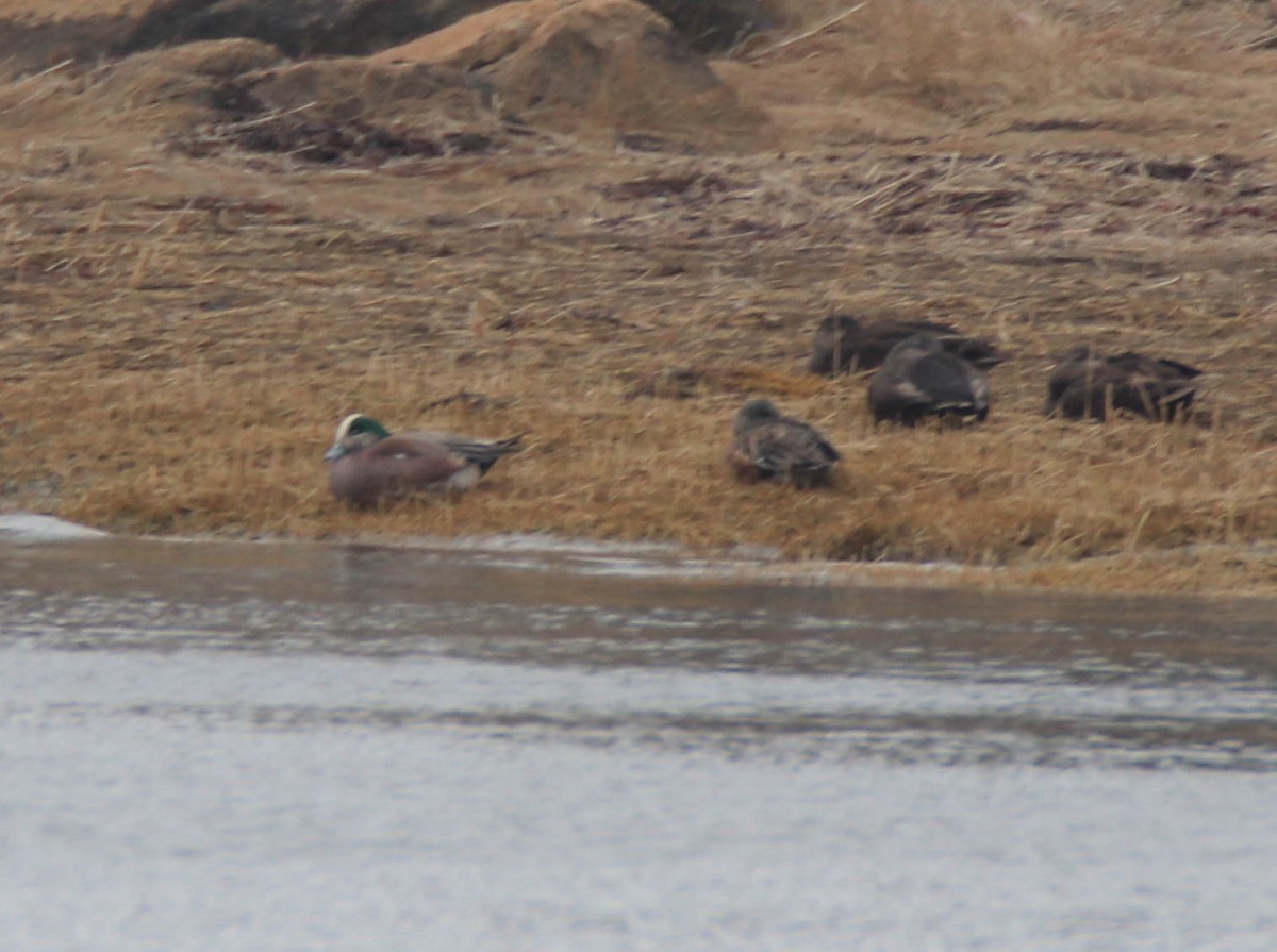 American Wigeon - ML633788531