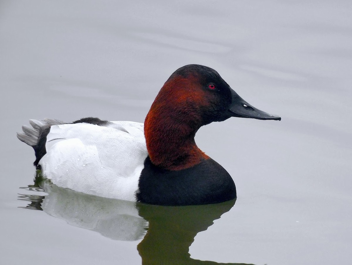 Canvasback - ML633788610