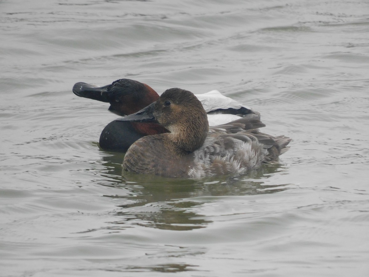 Canvasback - ML633788624