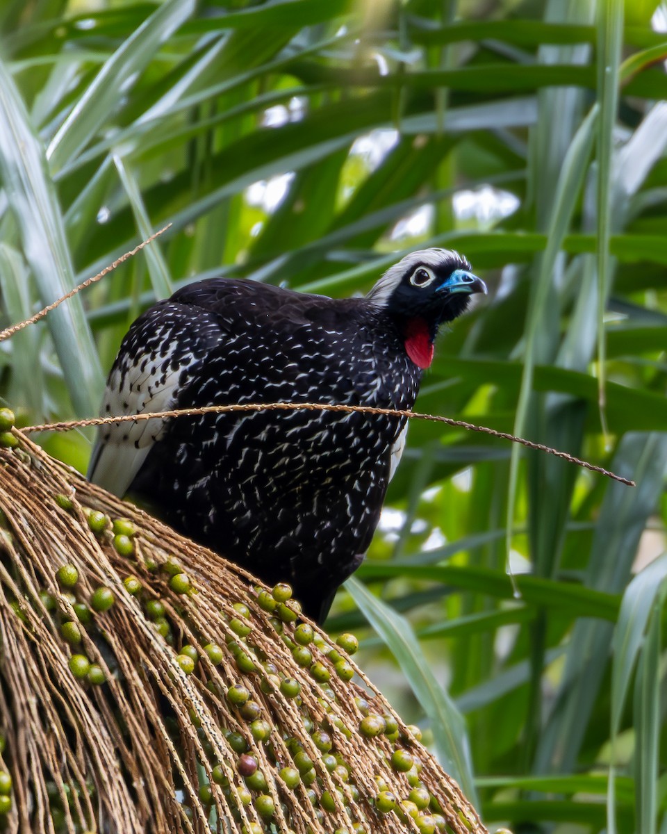 Black-fronted Piping-Guan - ML633788828