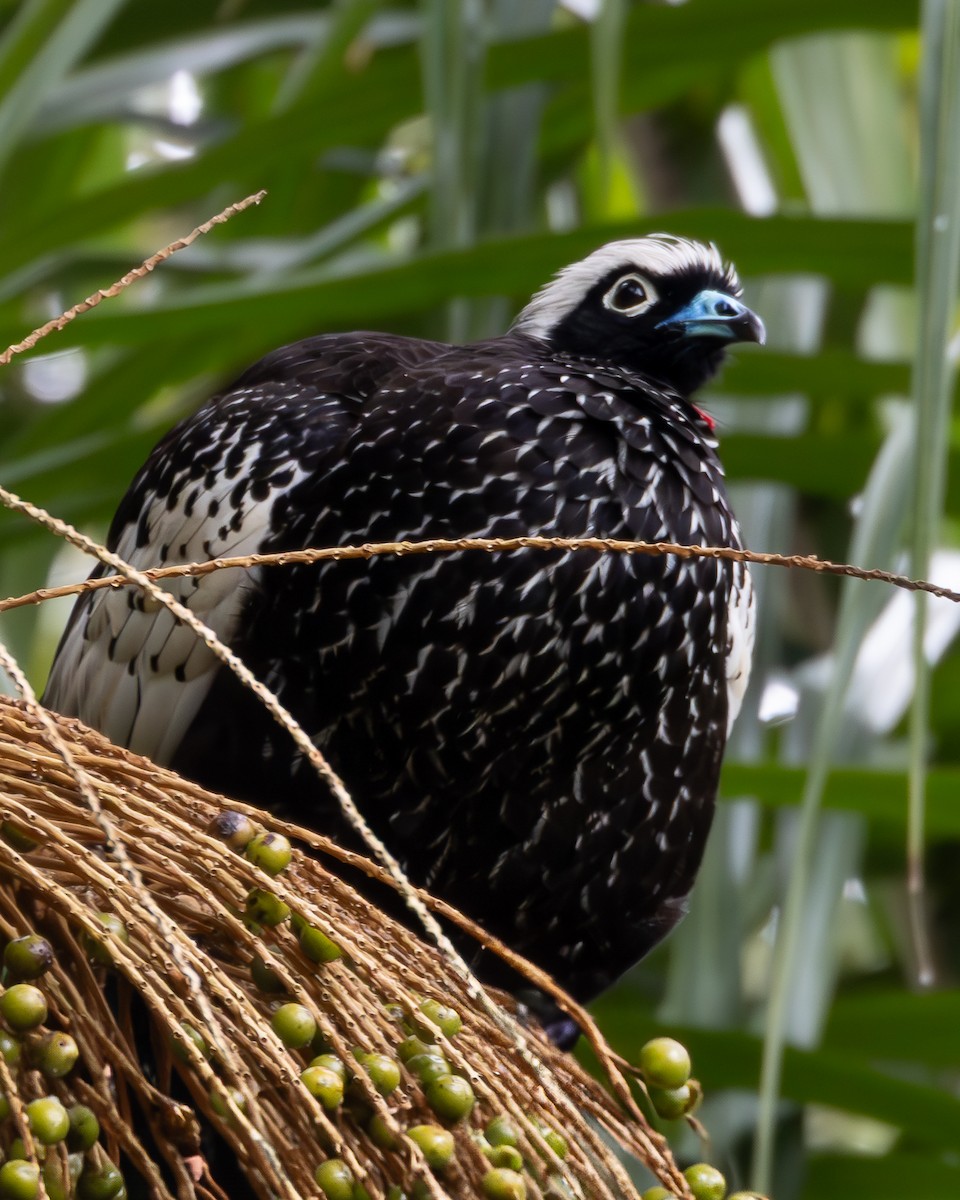 Black-fronted Piping-Guan - ML633788831