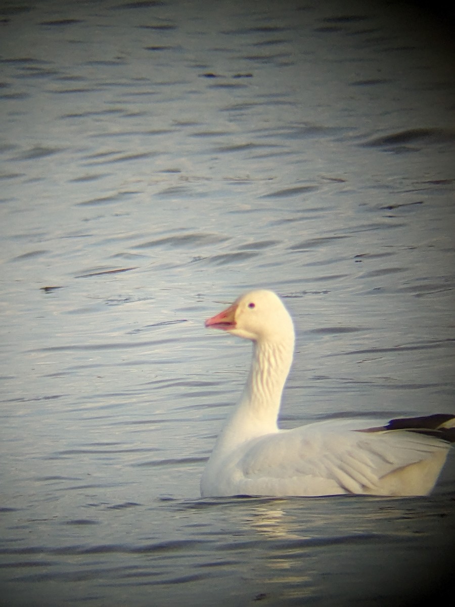 Snow x Ross's Goose (hybrid) - ML633789173