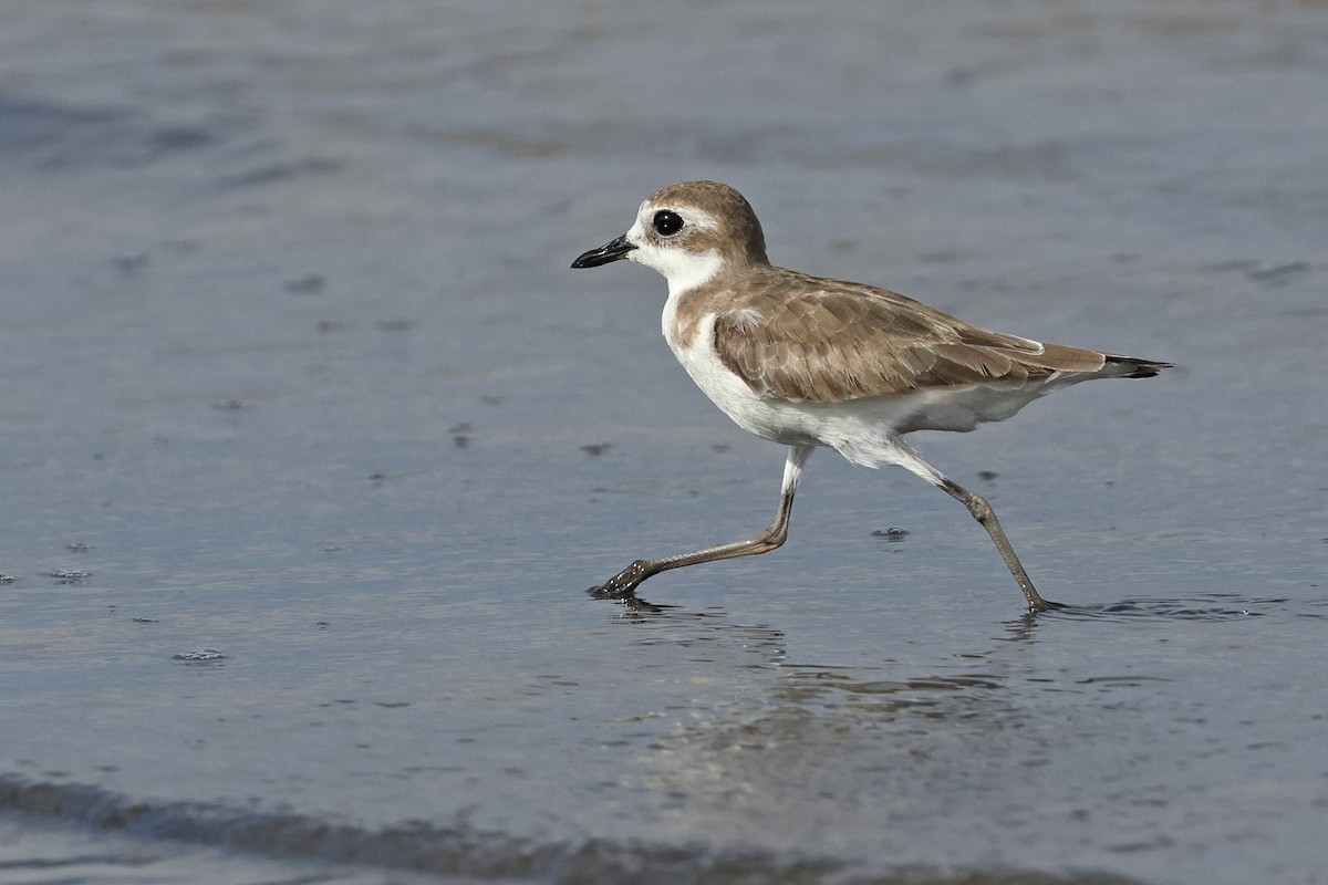 Tibetan Sand-Plover - ML633789189