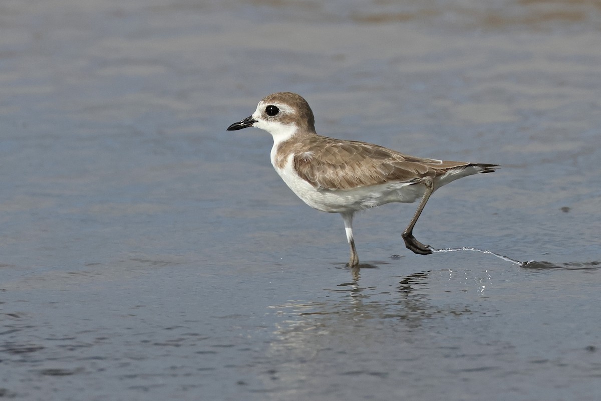 Tibetan Sand-Plover - ML633789191