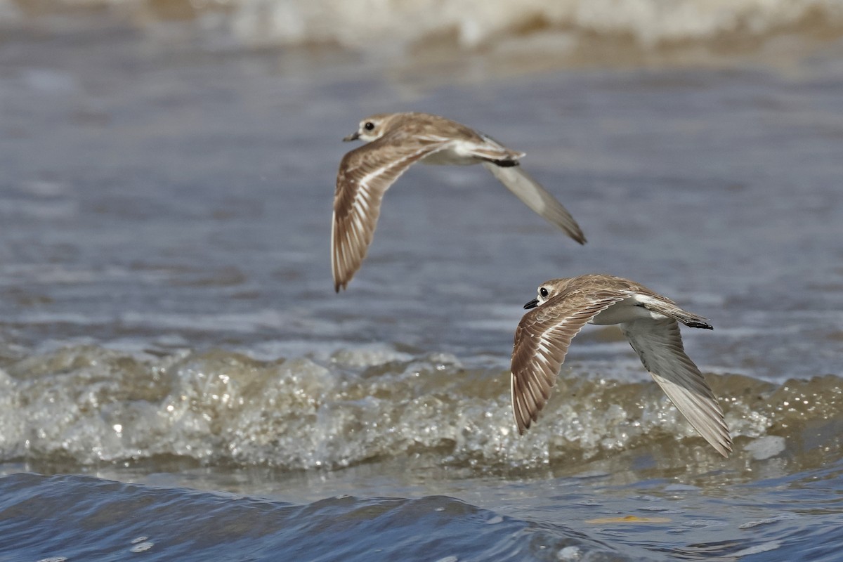 Tibetan Sand-Plover - ML633789192