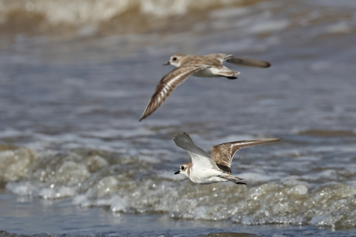 Tibetan Sand-Plover - ML633789193
