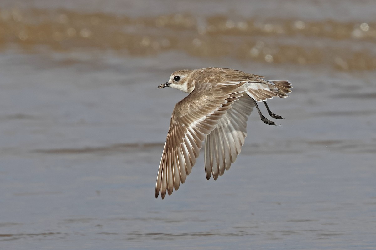 Tibetan Sand-Plover - ML633789194
