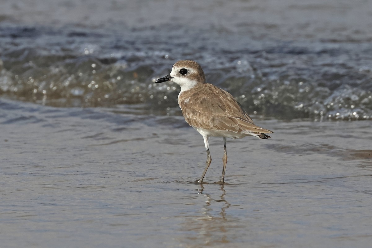 Tibetan Sand-Plover - ML633789195
