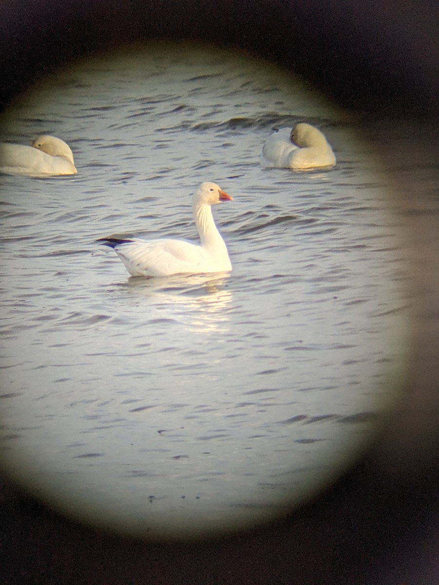 Snow x Ross's Goose (hybrid) - ML633789217