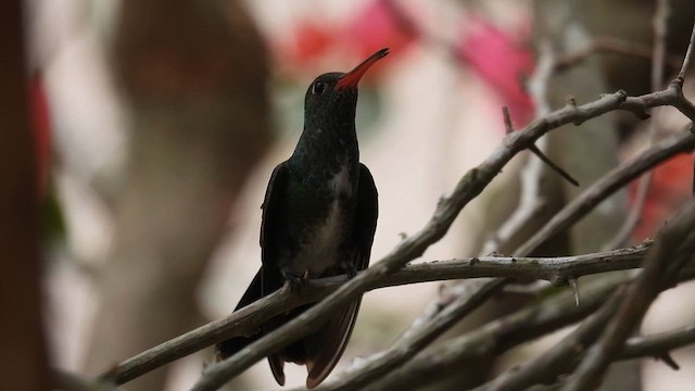 Glittering-throated Emerald - ML633789264