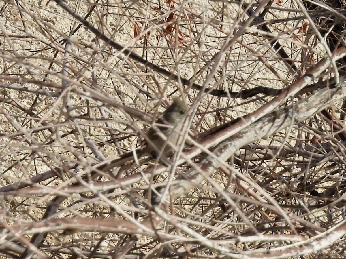 Oak Titmouse - ML633789367