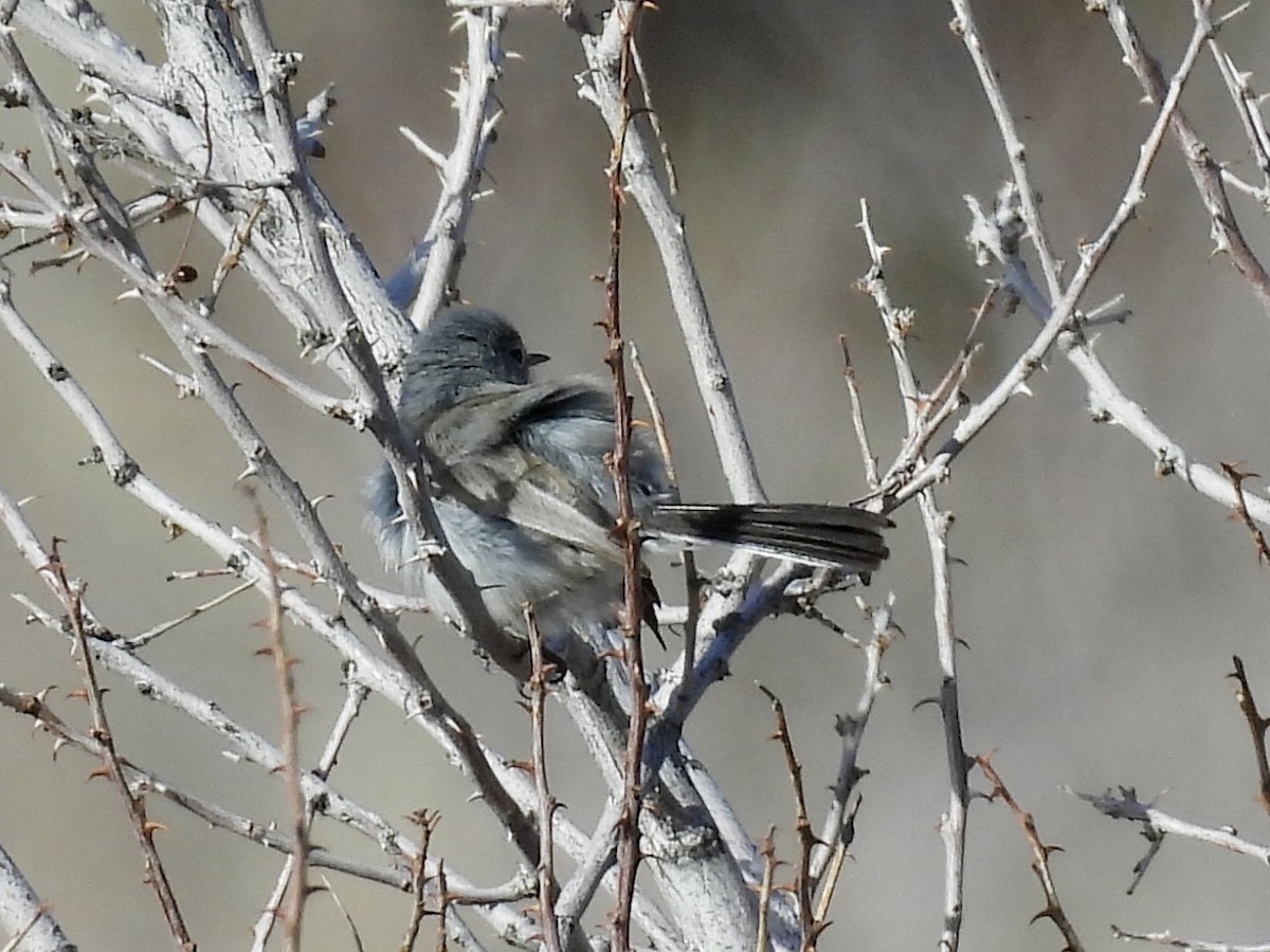 Black-tailed Gnatcatcher - ML633789411