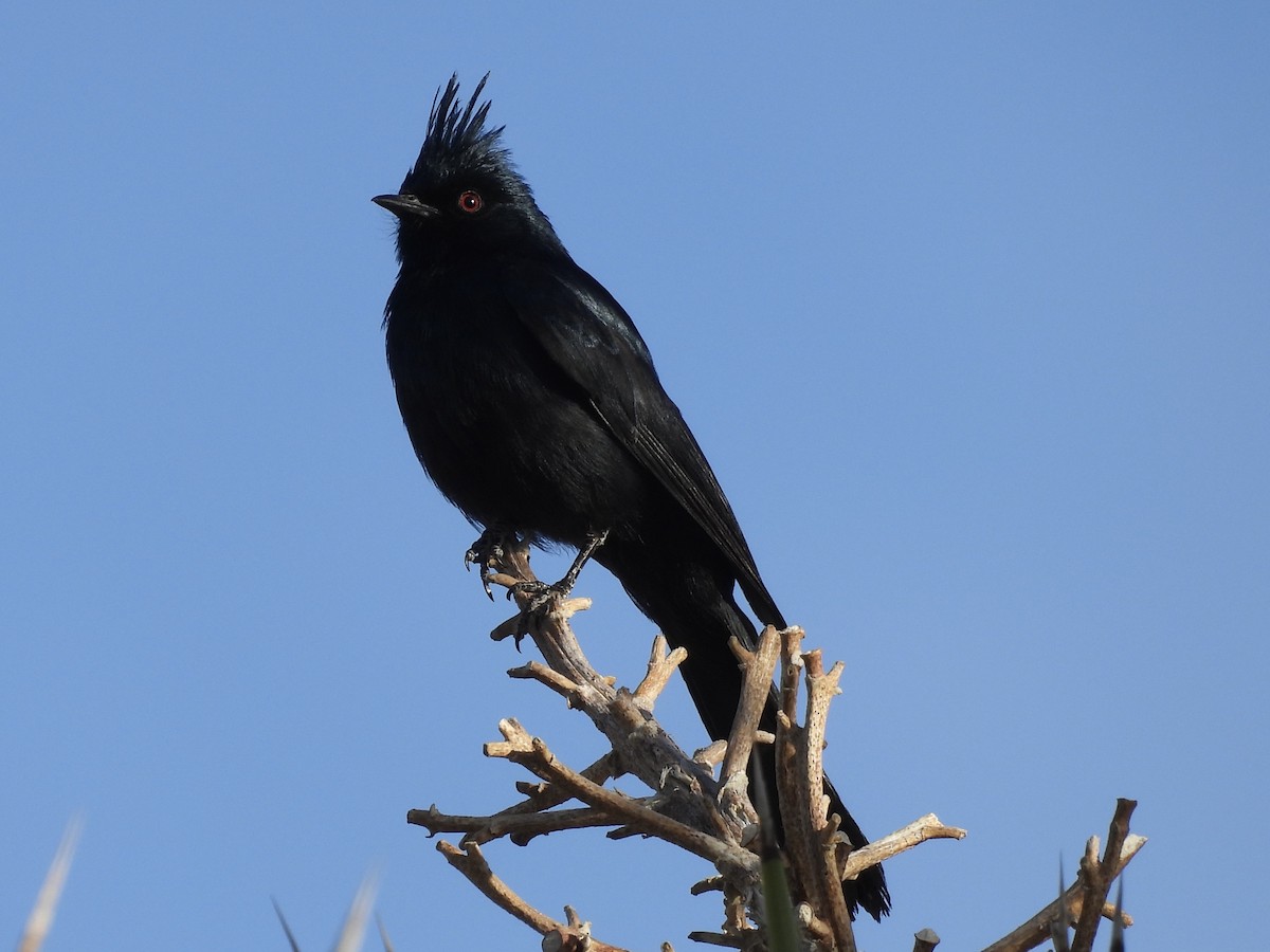 Phainopepla - ML633789434