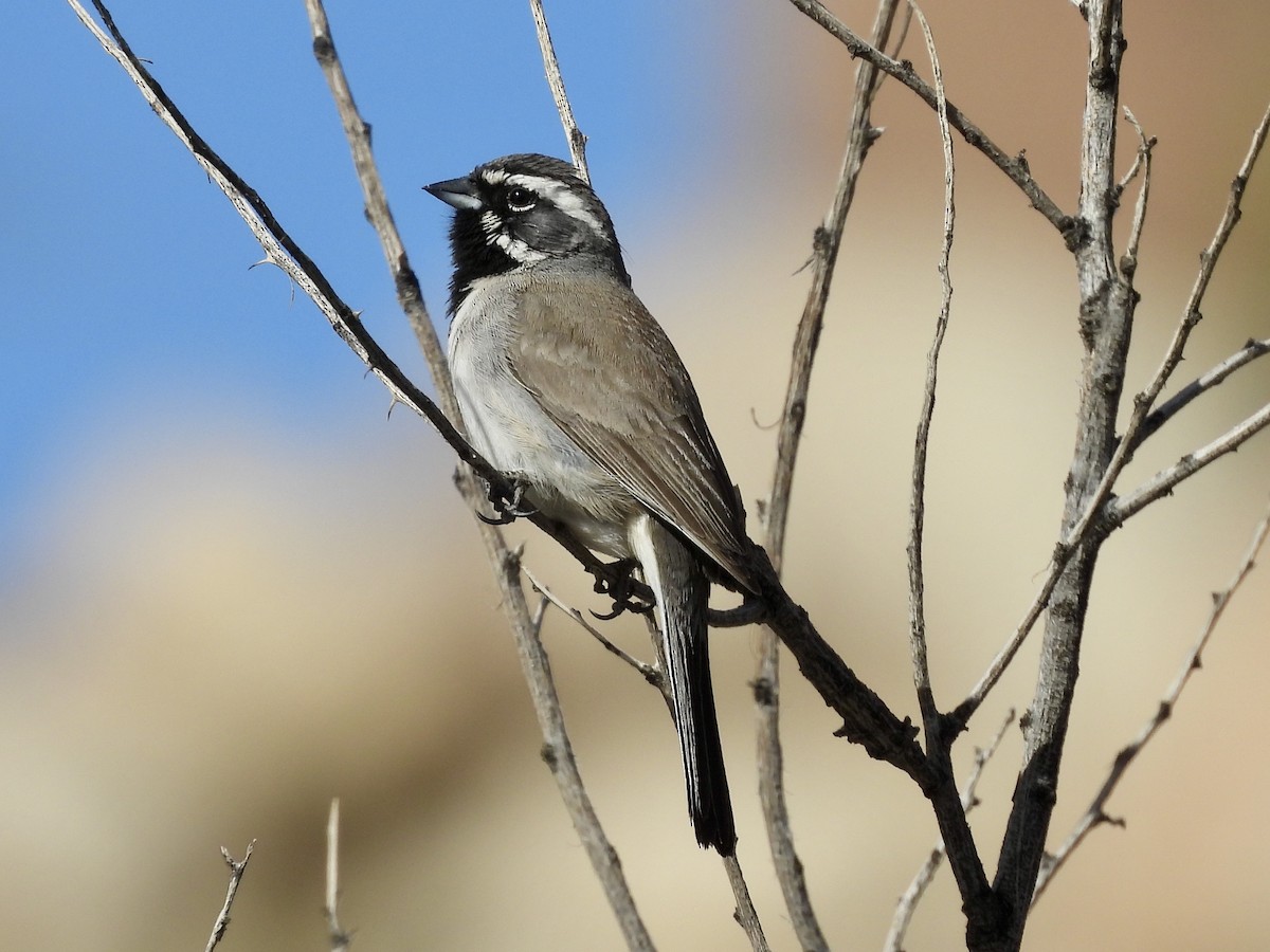 Black-throated Sparrow - ML633789477