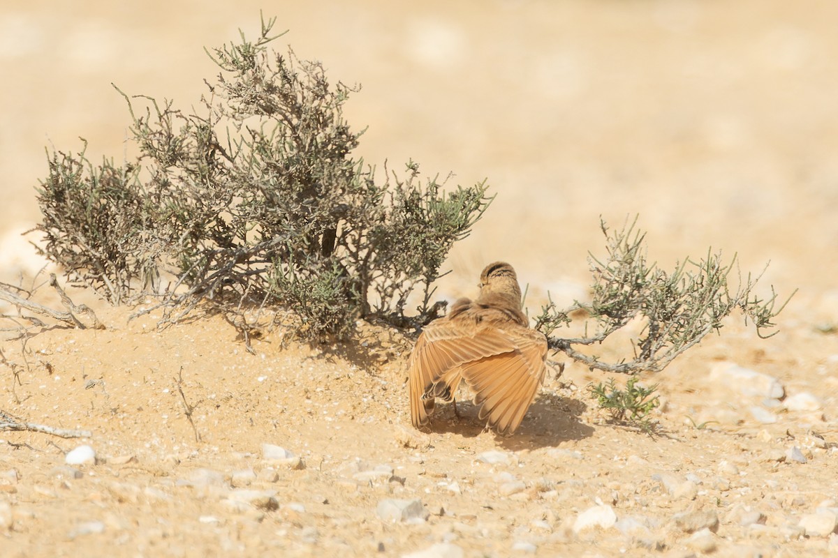 Allodola del deserto minore - ML633789712