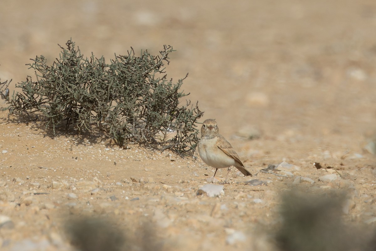 Allodola del deserto minore - ML633789713