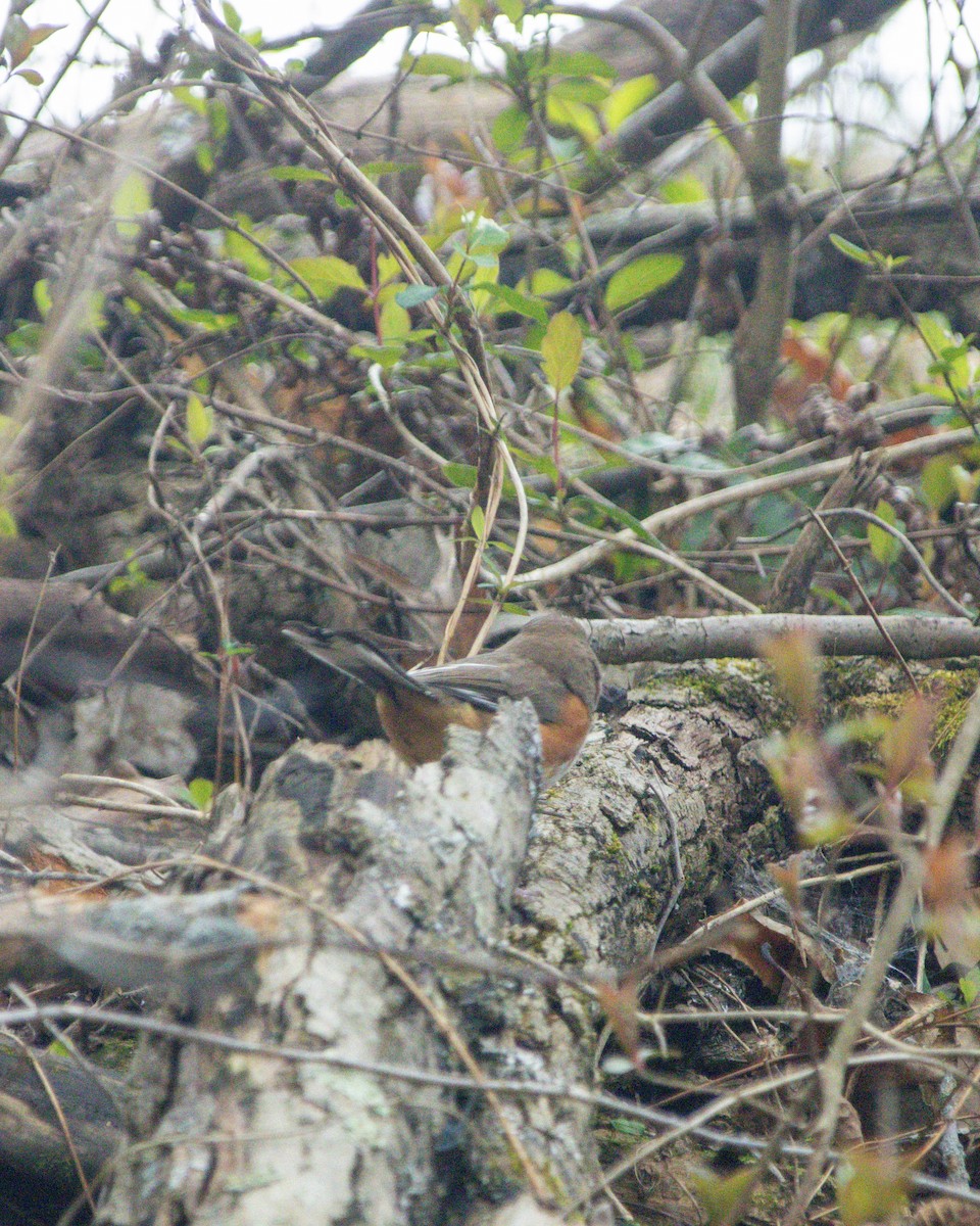 pipilo rudooký - ML633789843