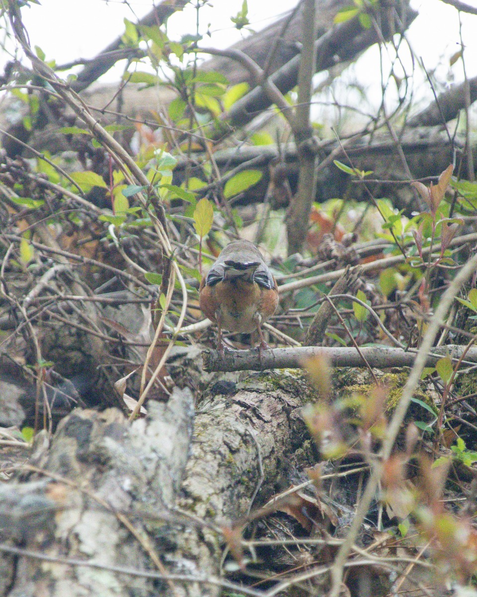 pipilo rudooký - ML633789844