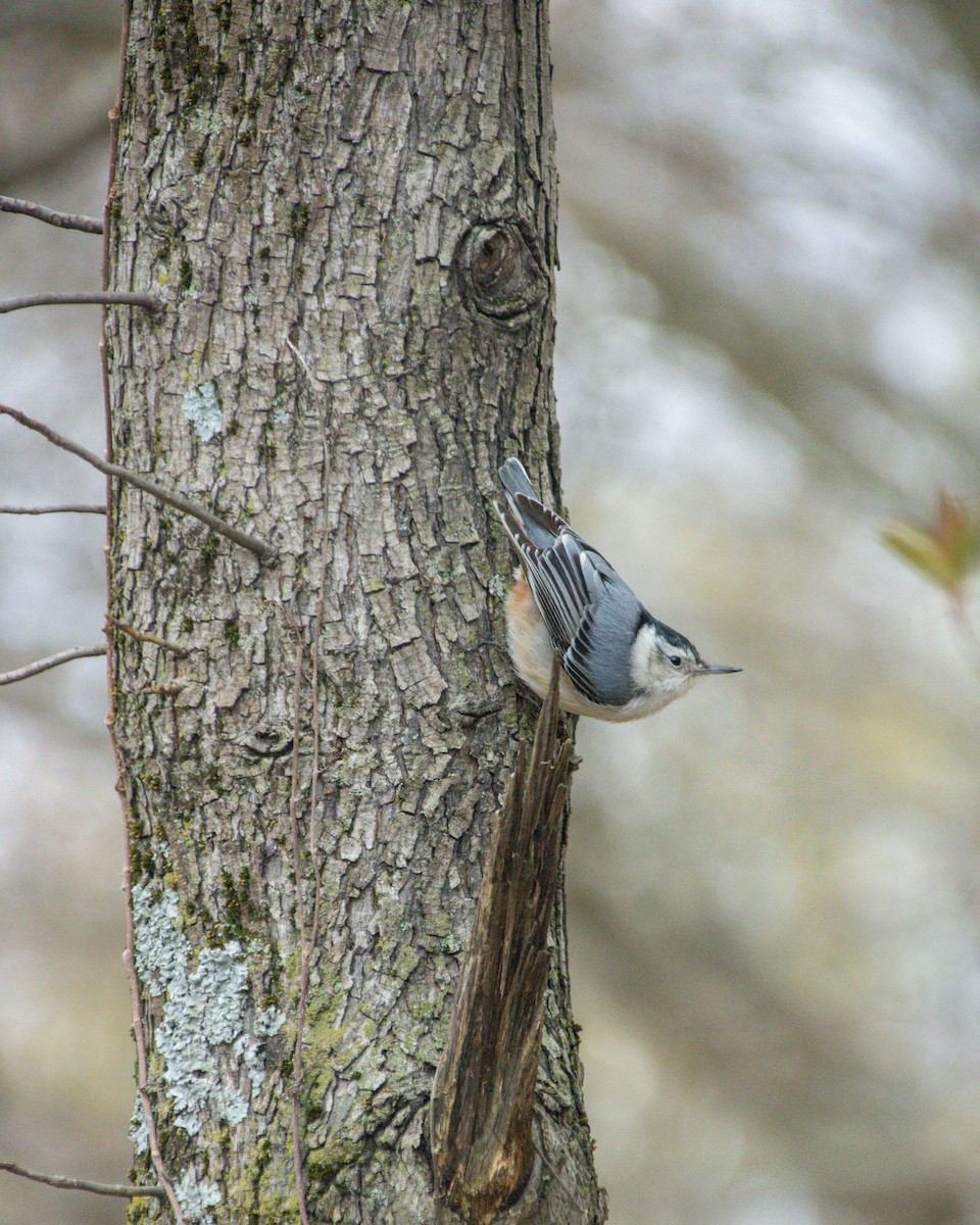 White-breasted Nuthatch - ML633789947