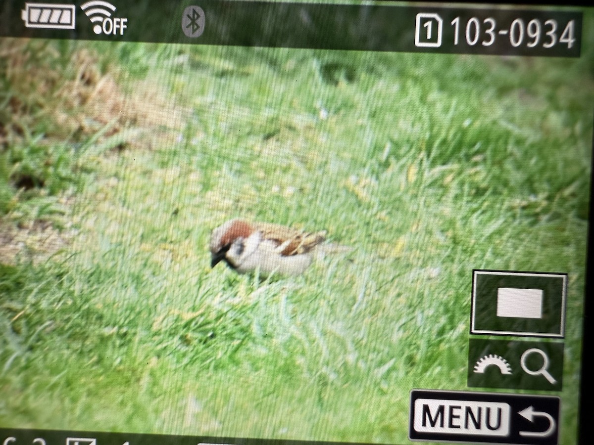 House x Eurasian Tree Sparrow (hybrid) - ML633789970