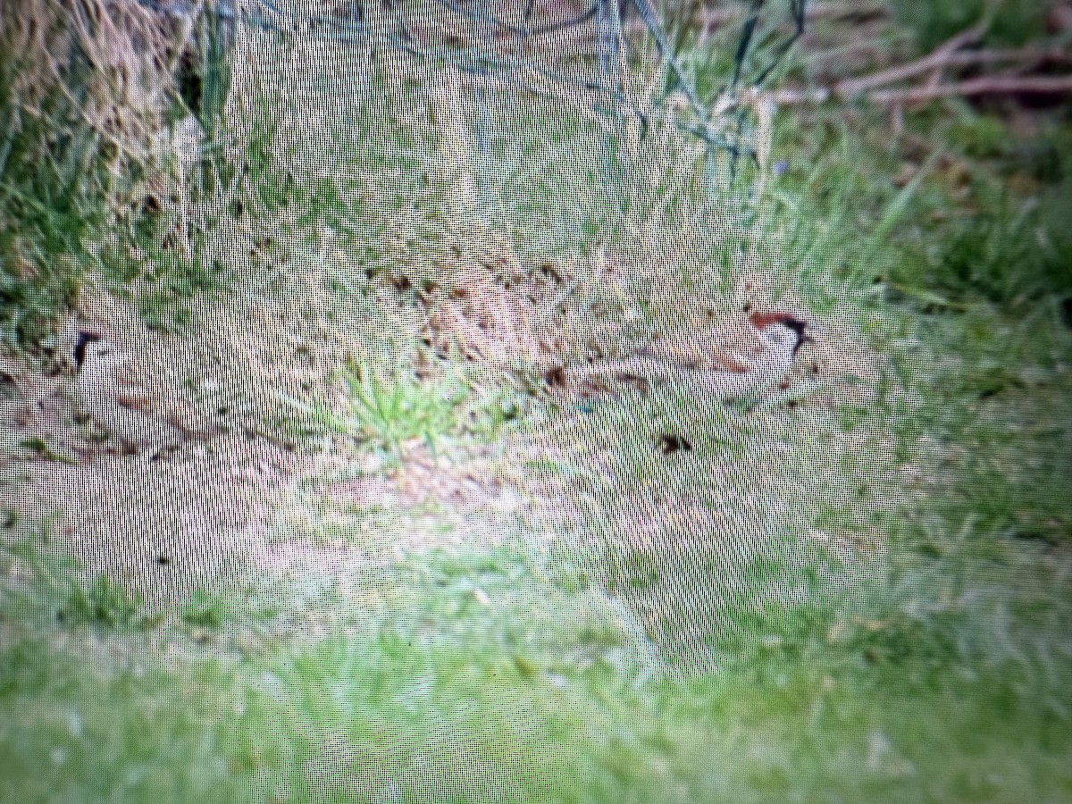 House x Eurasian Tree Sparrow (hybrid) - ML633789971