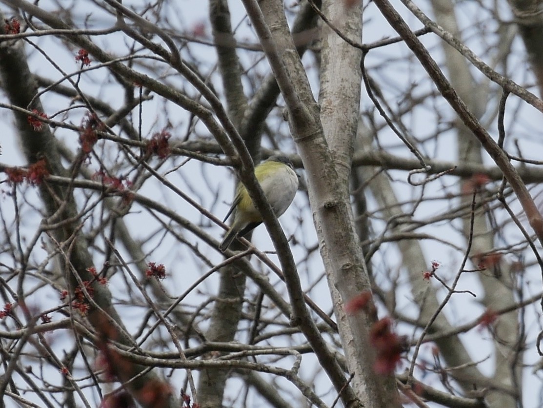 Blue-headed Vireo - ML633790164
