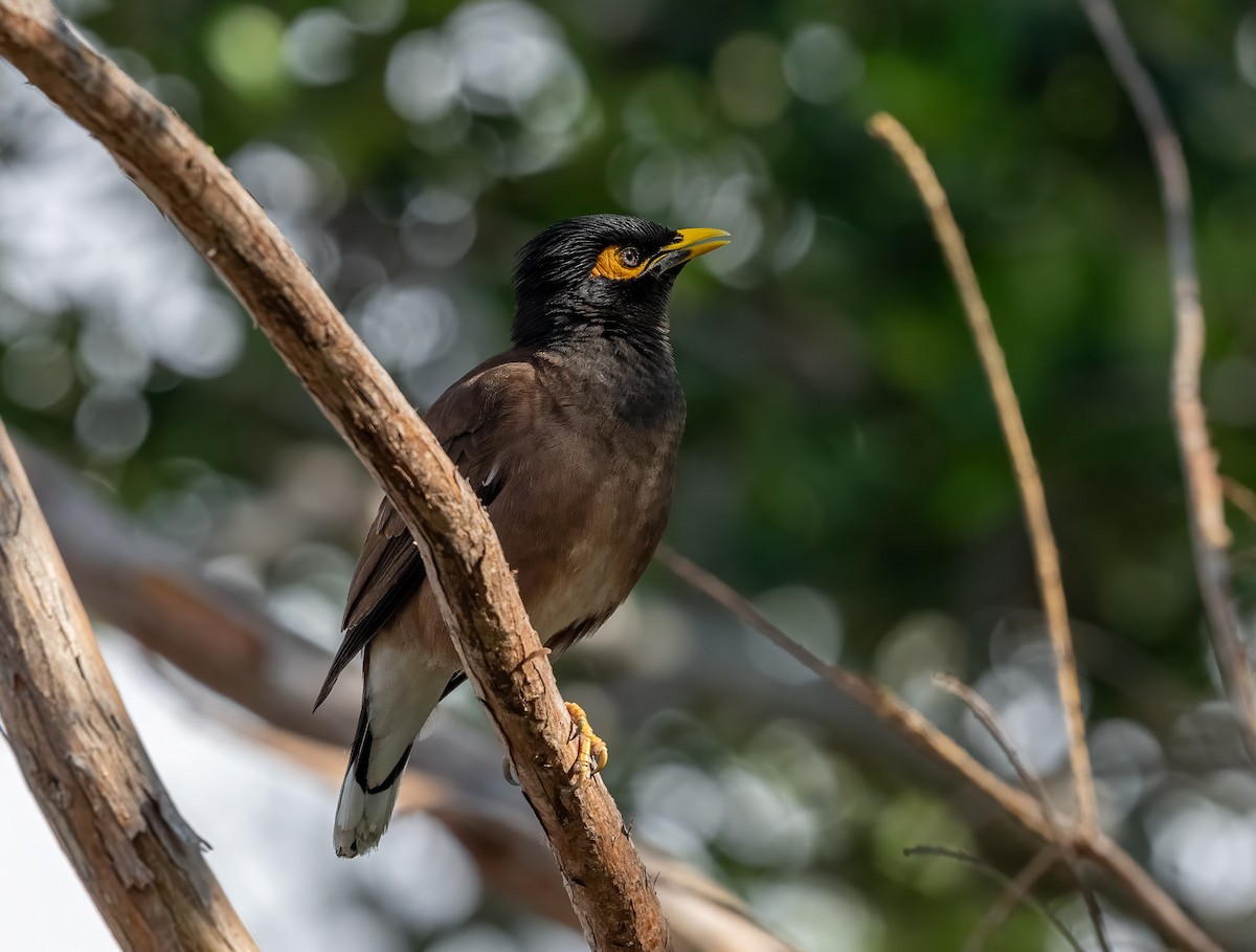 Common Myna - ML633790307