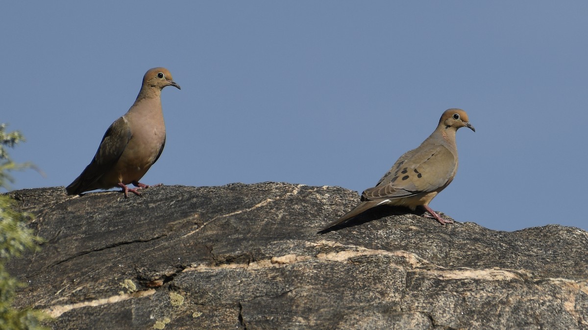 Mourning Dove - ML633790608