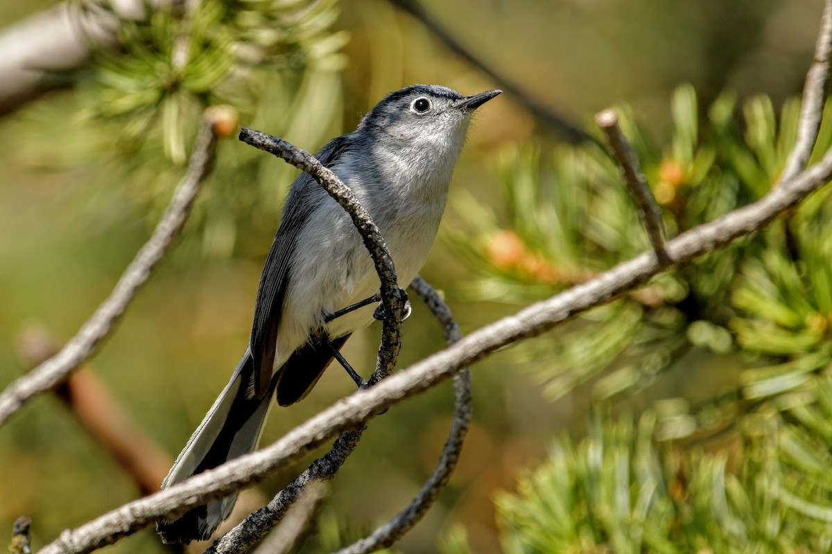Blue-gray Gnatcatcher - ML633790615