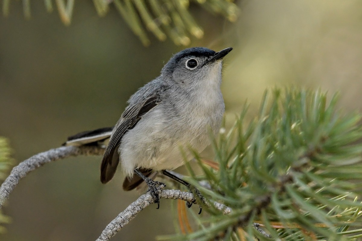 Blue-gray Gnatcatcher - ML633790616